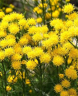 Aster linosyris Pot 9 cm