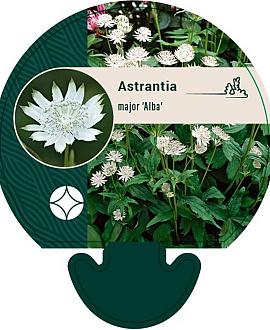 Astrantia maj. 'Alba' Pot 9 cm