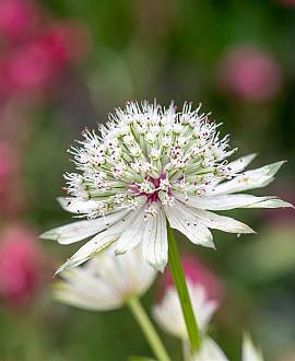 Astrantia maj. 'Alba' Pot 9 cm