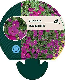 Aubrieta 'Bressingham Red' Pot 9 cm