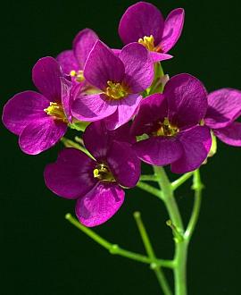 Aubrieta 'Bressingham Red' Pot 9 cm