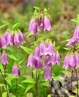 Campanula punctata Pot 9 cm