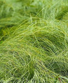 Carex 'Phoenix Green' Pot 9 cm