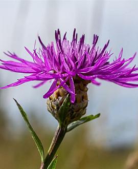 Centaurea calocephala Pot 9 cm