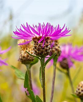 Centaurea jacea Pot 9 cm