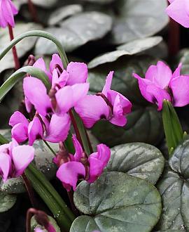 Cyclamen coum 'Silver Leaf' Pot 9 cm