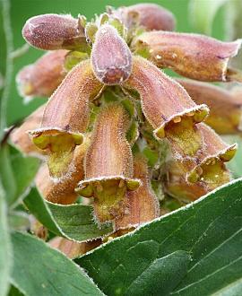 Digitalis parviflora Pot 9 cm