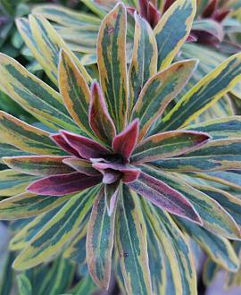 Euphorbia 'Ascot Rainbow' Pot 9 cm