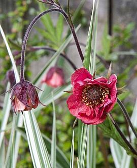 Geum rivale 'Leonard's Variety' Pot 9 cm