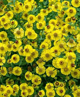 Helenium 'Kanaria' Pot 9 cm