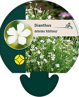 Dianthus delt. 'Albiflorus' Pot 9 cm