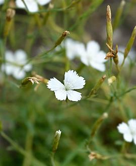 Dianthus delt. 'Albiflorus' Pot 9 cm