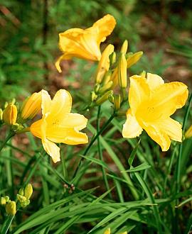 Hemerocallis 'Happy Returns' Pot 9 cm