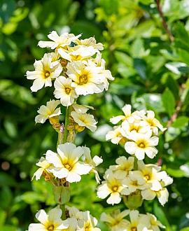 Sisyrinchium striatum Pot 9 cm