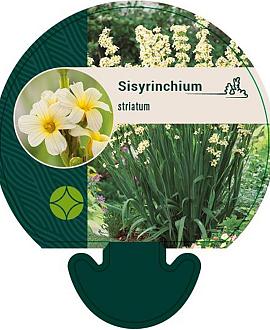 Sisyrinchium striatum Pot 9 cm