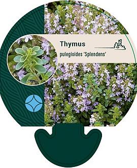 Thymus puleg. 'Splendens' Pot 9 cm