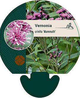 Vernonia crinita 'Mammuth' Pot 9 cm