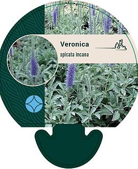 Veronica spicata incana Pot 9 cm
