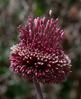 Allium 'Red Mohican' Pot 9 cm