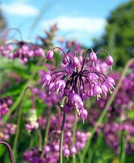 Allium cernuum 'Hidcote' Pot 9 cm
