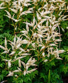 Aruncus 'Horatio' Pot 9 cm