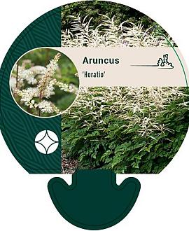Aruncus 'Horatio' Pot 9 cm