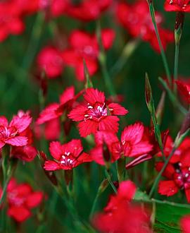 Dianthus delt. 'Brilliant' Pot 9 cm