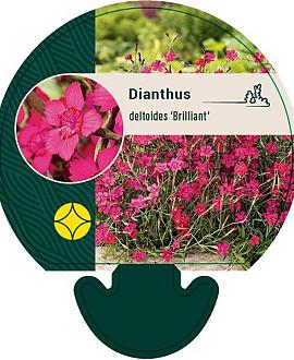 Dianthus delt. 'Brilliant' Pot 9 cm