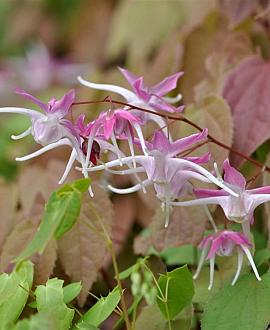 Epimedium 'Aziatic Hybrid' Pot 9 cm
