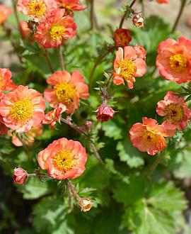 Geum 'Mango Lassi' Pot 9 cm