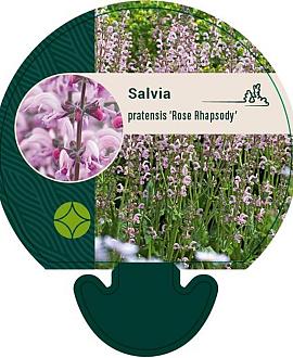 Salvia prat. 'Rose Rhapsody' Pot 9 cm