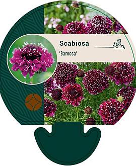 Scabiosa 'Barocca' Pot 9 cm