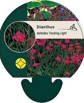 Dianthus delt. 'Flashing Light' Pot 9 cm