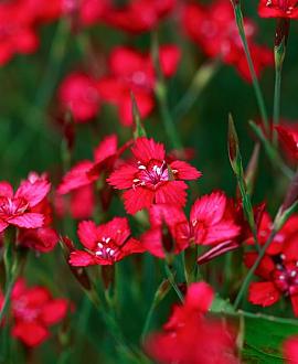 Dianthus delt. 'Flashing Light' Pot 9 cm
