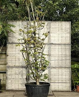Parrotia persica Pot 230 Liter 400 - 450 cm