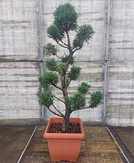 Cupressocyparis l. 'Robins. Gold' 150 - 175 cm Pon-Ponvorm