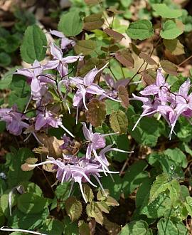 Epimedium grandiflorum Pot 9 cm