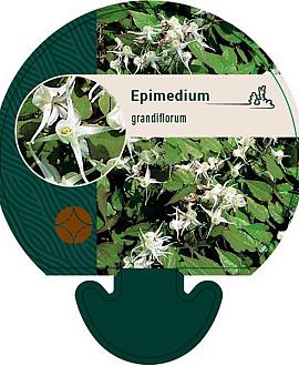 Epimedium grandiflorum Pot 9 cm