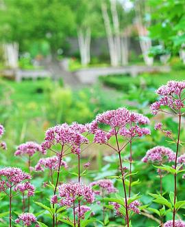 Eupatorium mac. 'Phantom' Pot 9 cm