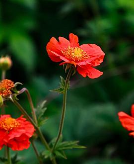 Geum coccineum 'Tosai' Pot 9 cm