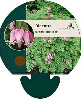 Dicentra formosa 'Luxuriant' Pot 9 cm
