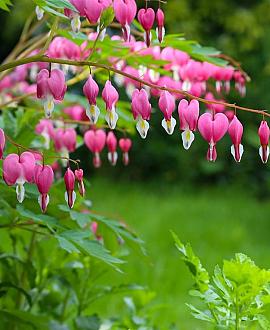 Dicentra formosa 'Luxuriant' Pot 9 cm