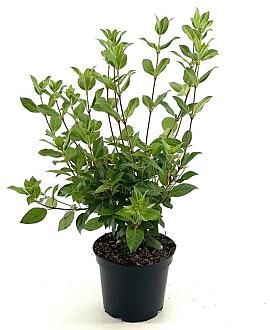 Viburnum tinus Pot 3 Liter 