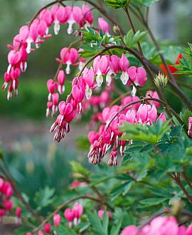 Dicentra spectabilis Pot 9 cm