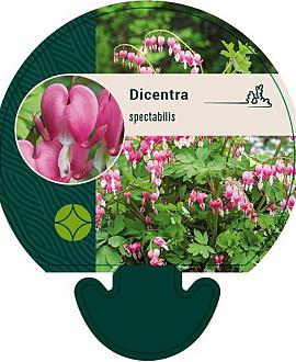 Dicentra spectabilis Pot 9 cm