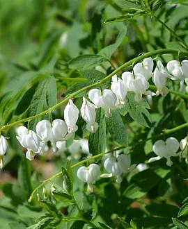 Dicentra spectabilis 'Alba' Pot 9 cm