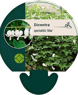 Dicentra spectabilis 'Alba' Pot 9 cm