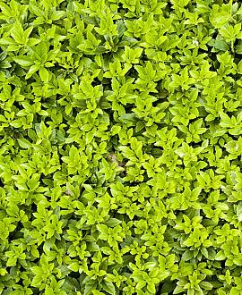 Pachysandra terminalis Pot 9 cm