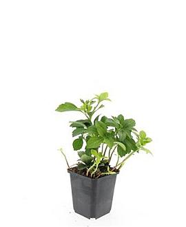Pachysandra terminalis Pot 9 cm