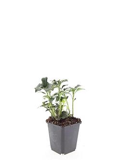 Pachysandra term. 'Green Sheen' Pot 9 cm